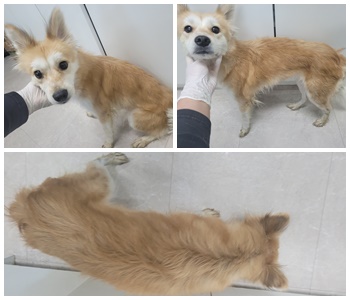 논산시 동물보호센터_444454202401072